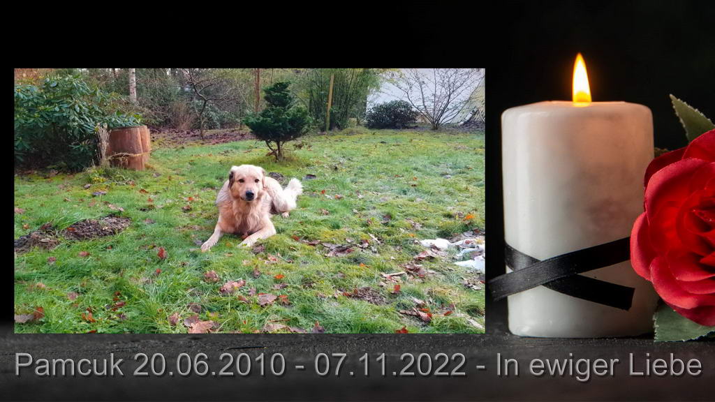 Trauervideo für Tiere erstellen lassen