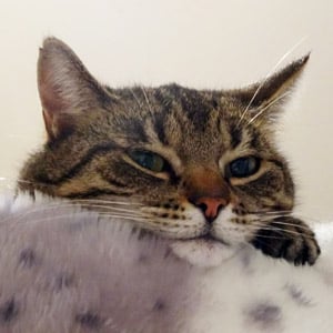 Lotti 300x300