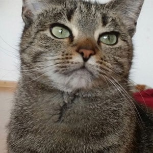Sheila
