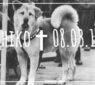 Hachiko Eine Geschichte von unerschütterlicher Treue und Liebe