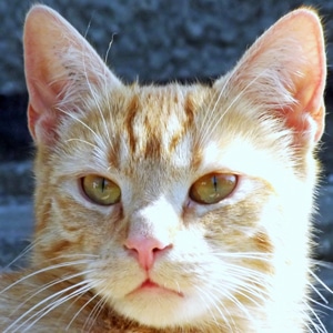 Garfield (11)_300