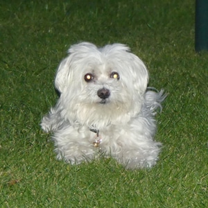 Jacky
