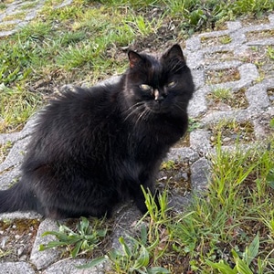 Blacky_250927